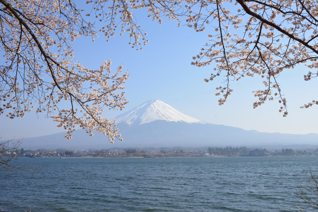 富士山と桜