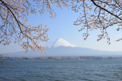 富士山と桜