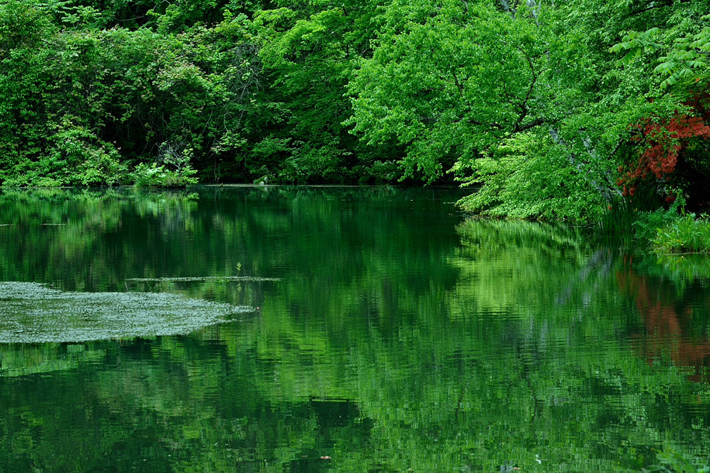 新緑の池