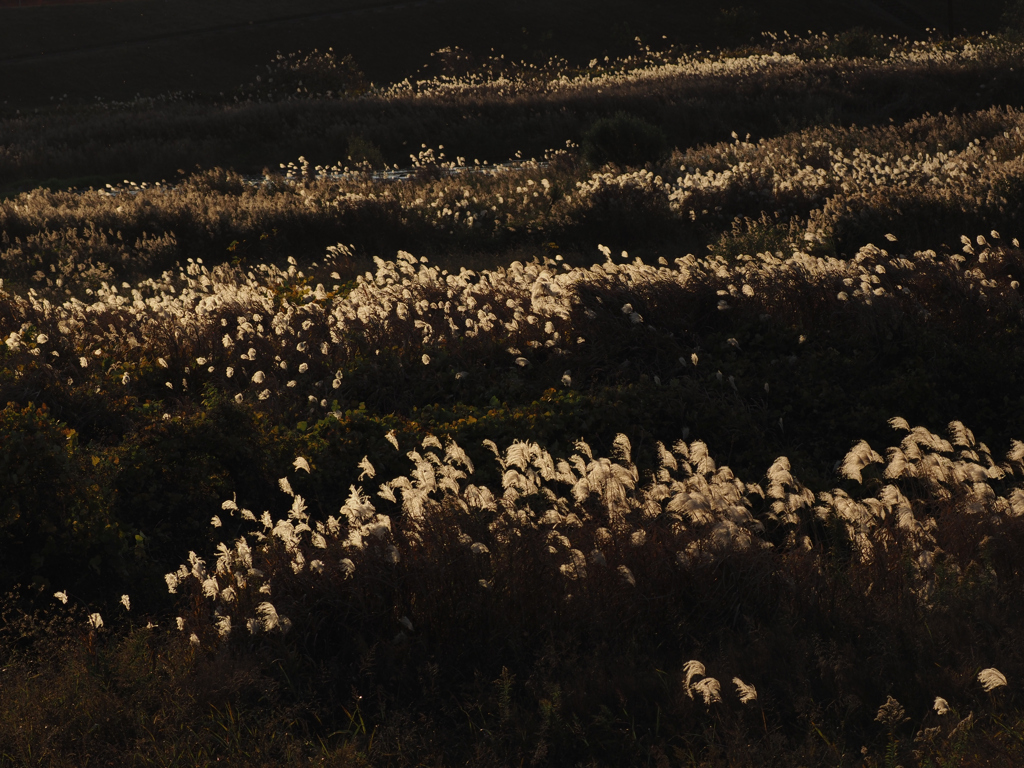 夕暮れのススキ