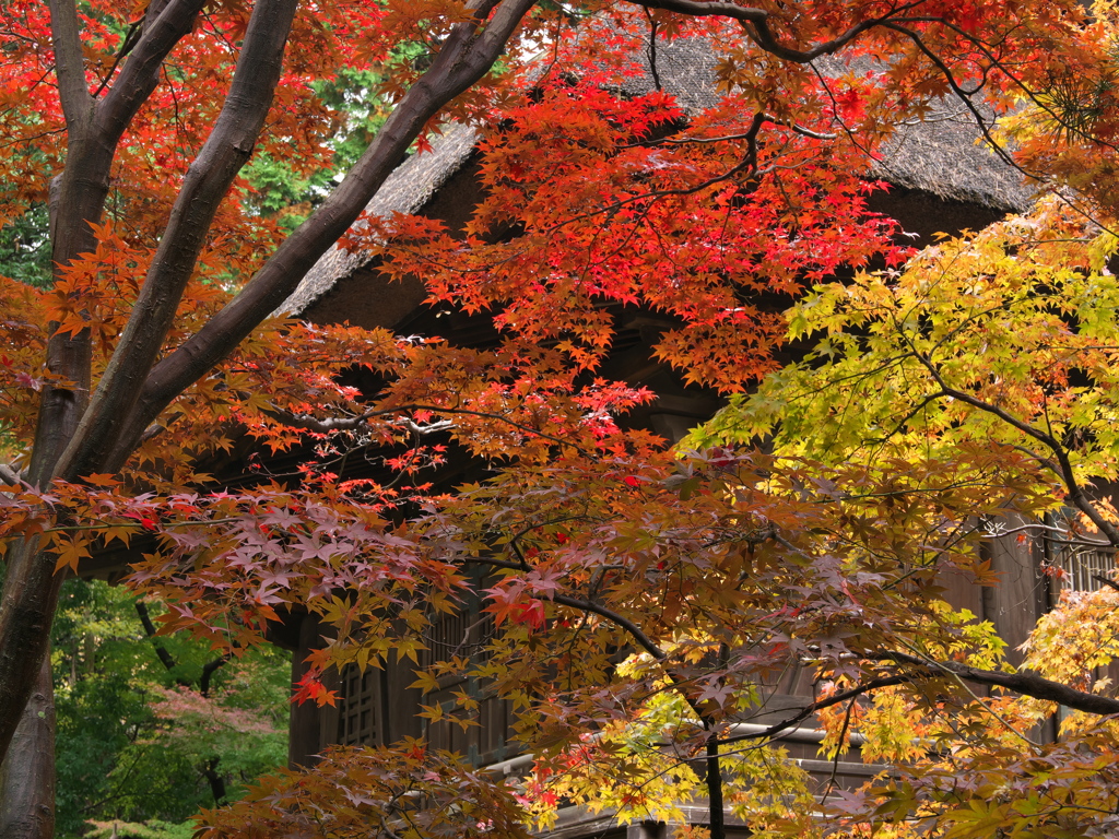 平林寺　紅葉