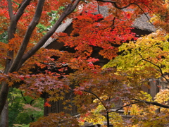 平林寺　紅葉