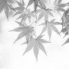 墨絵のように