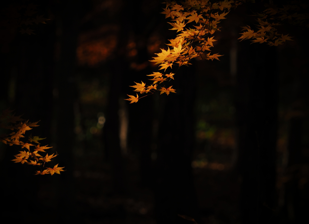 晩秋の森の中で