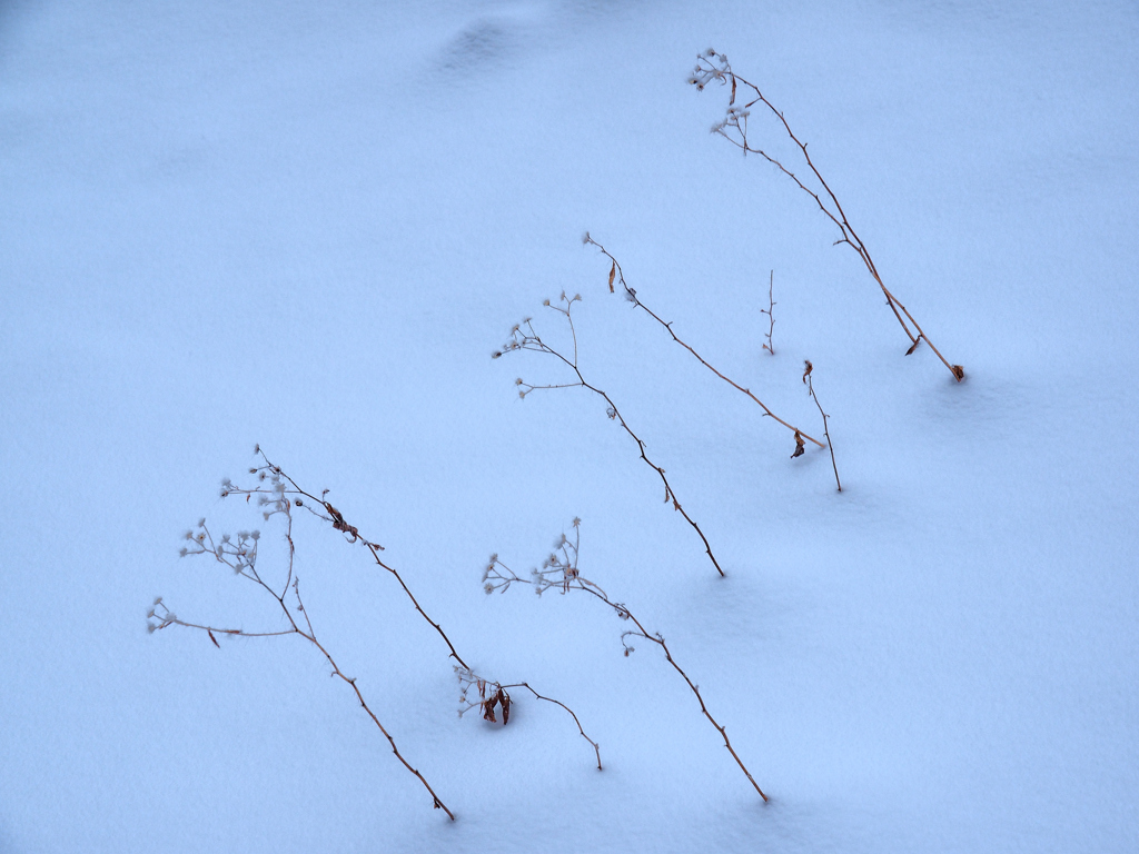 雪原の枯草