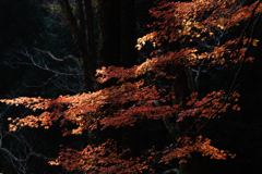 晩秋の紅葉