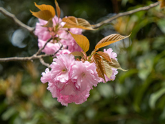 昭和記念公園の花　Ⅲ