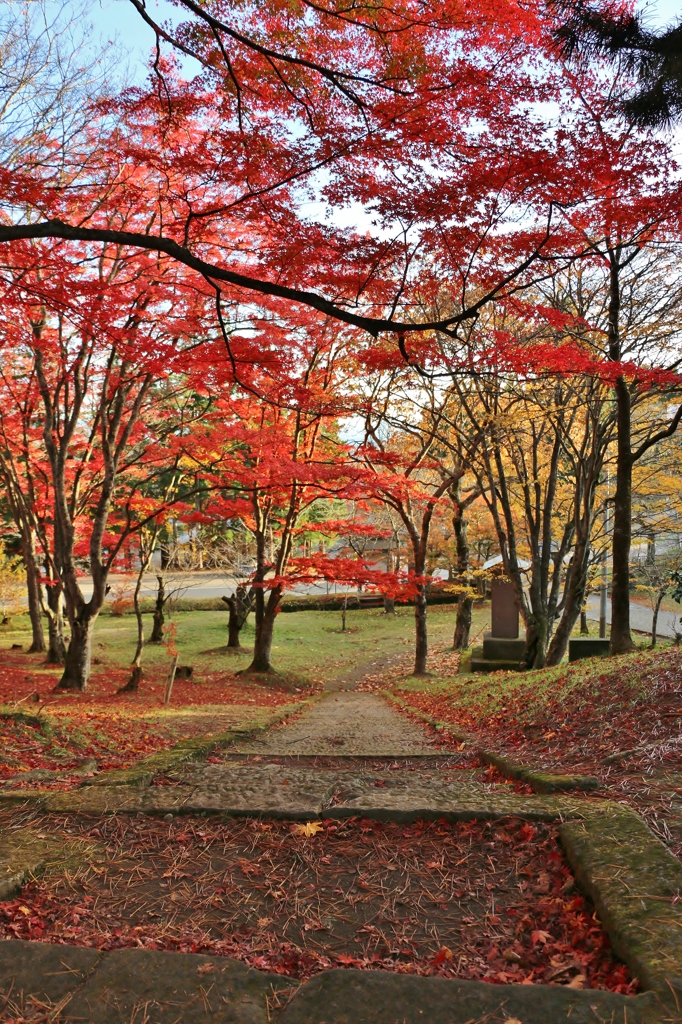 紅の葉の雲