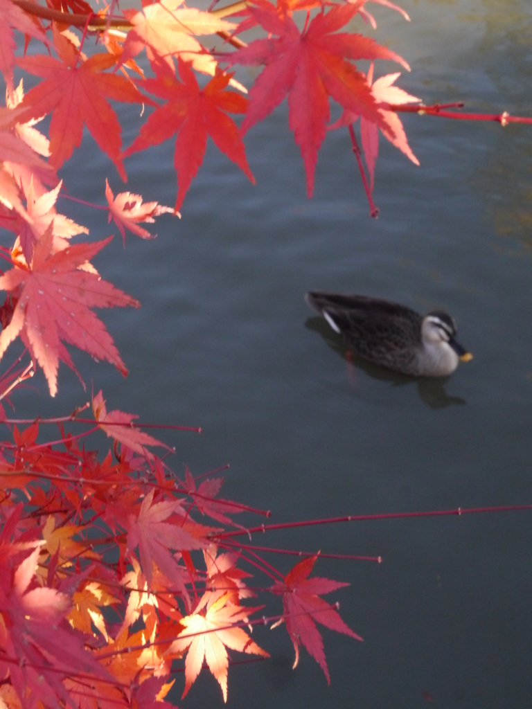 紅の緞帳