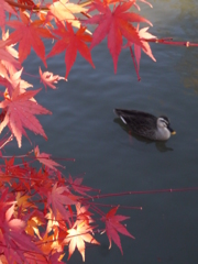 紅の緞帳