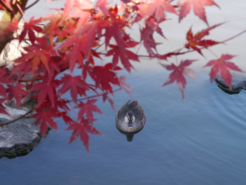 カモのもみじ狩り