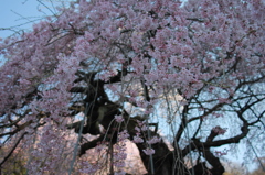 本久寺のしだれ桜