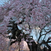 本久寺のしだれ桜