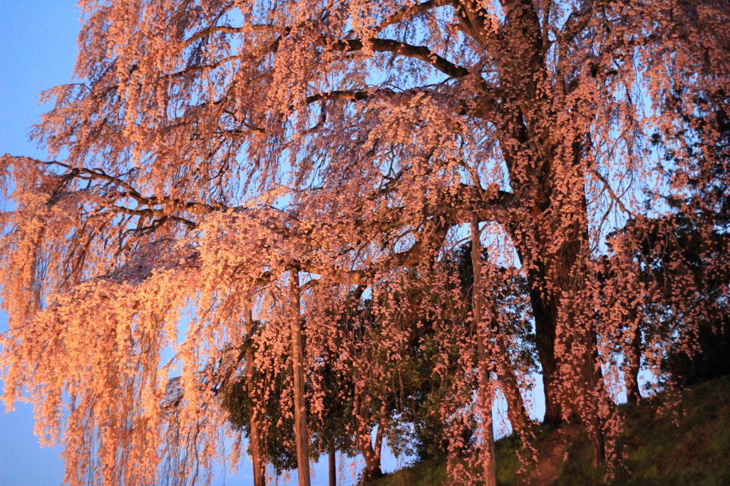 合戦を見守ったしだれ桜