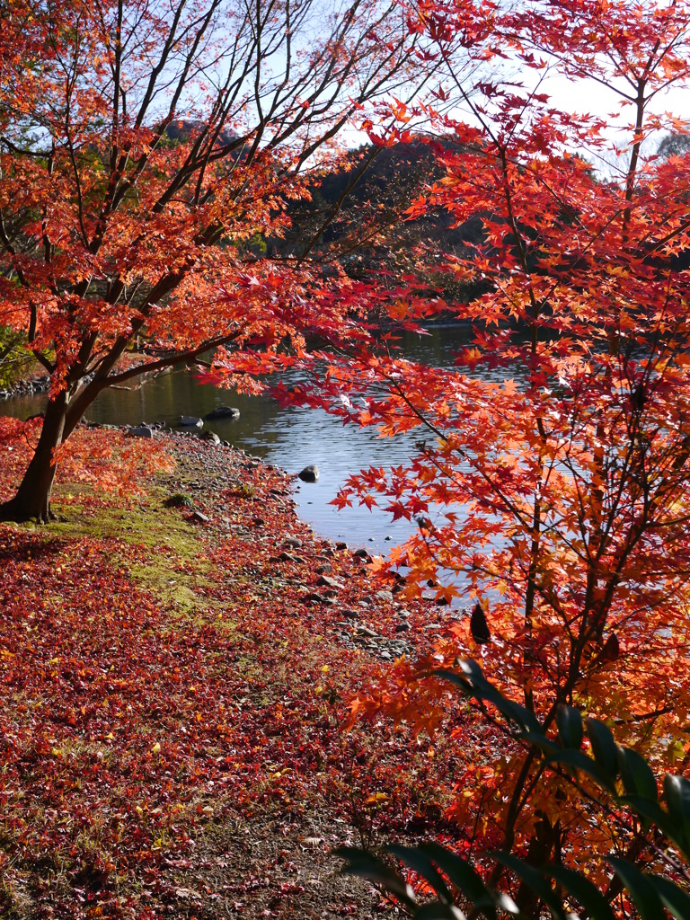落紅葉