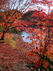 落紅葉