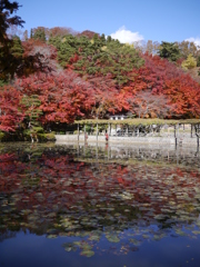 碧と紅