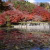 碧と紅