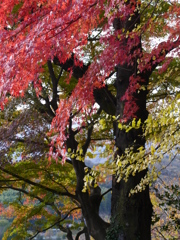 紅と黒のスリット