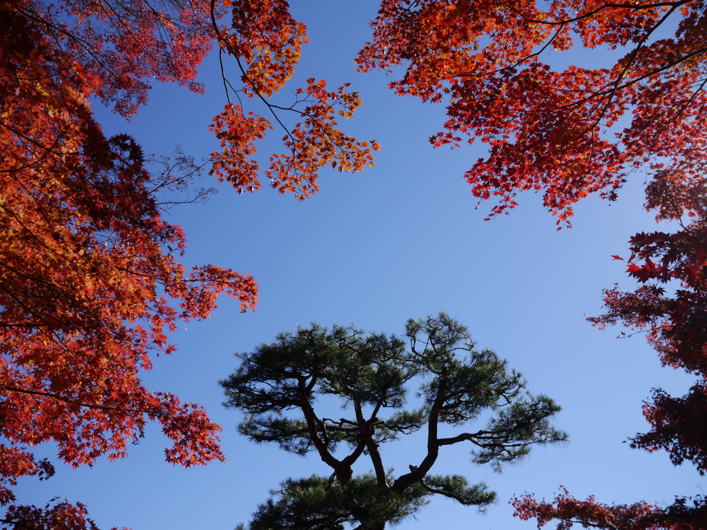 霞ヶ城の松