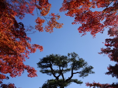 霞ヶ城の松
