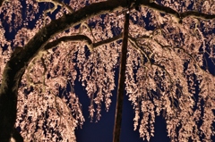 夜鳴き桜