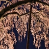 夜鳴き桜