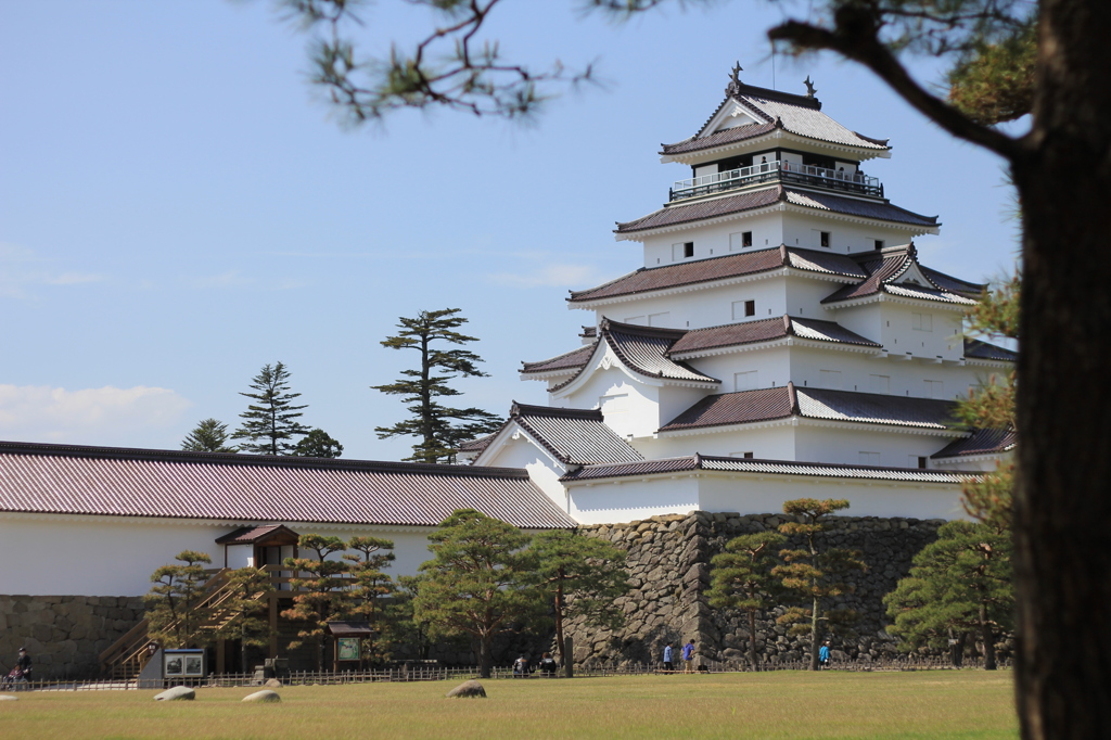 松の木陰