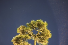 夜の常緑樹