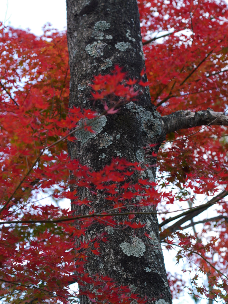 紅化粧