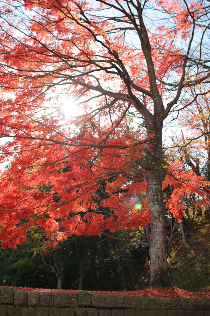 逆光紅葉