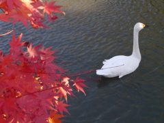 あっちの水は・・