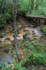 森の木橋