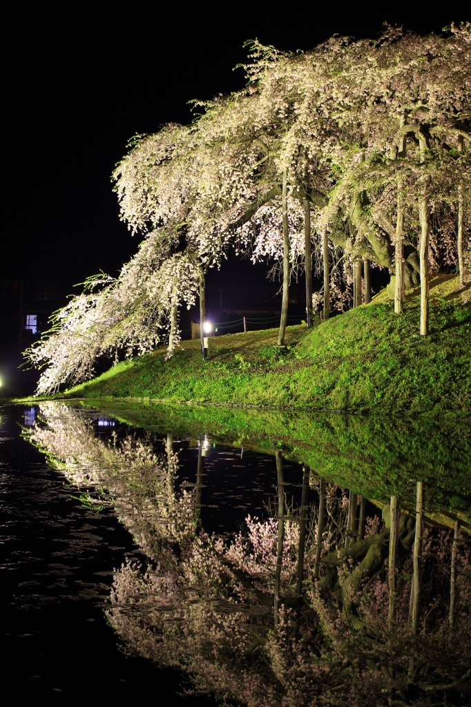 夜の鏡　地蔵桜