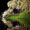 夜の鏡　地蔵桜