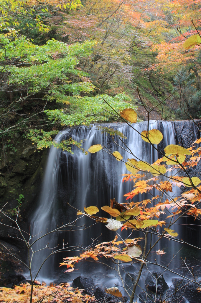 こがねの水辺