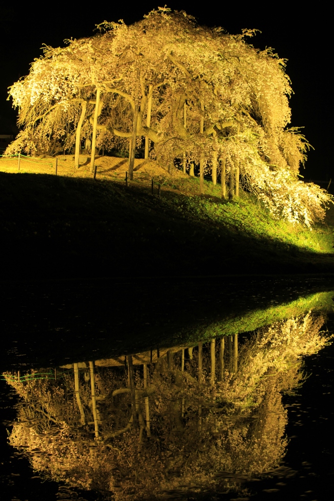 地蔵桜　in　the　night