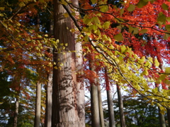 紅銀杏