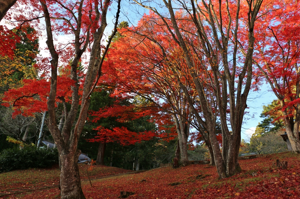 地の紅　天の茜