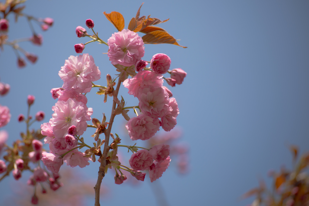 桜色