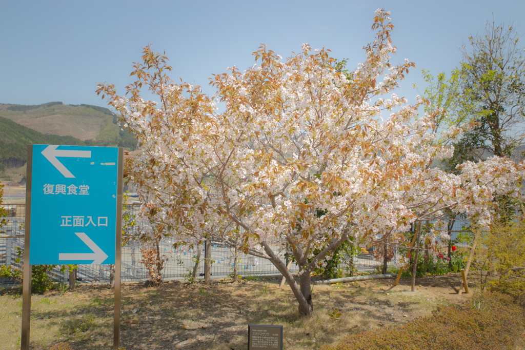 女川地域医療センターの桜