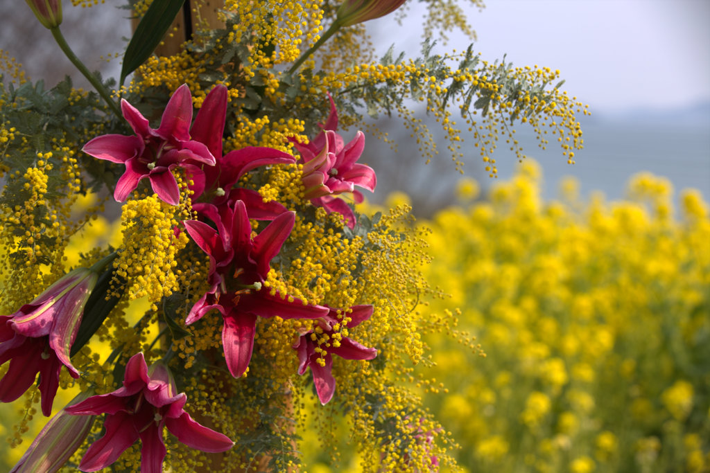 菜の花を背景に