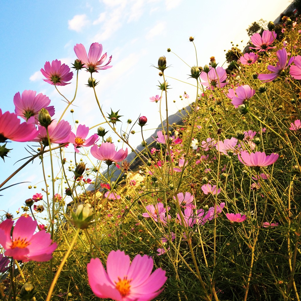 秋桜