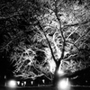 夜桜②
