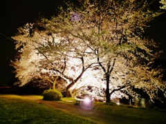 夜桜①