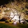 夜桜①