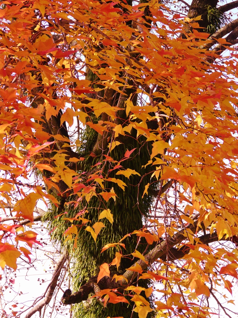 紅葉