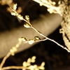 蕾