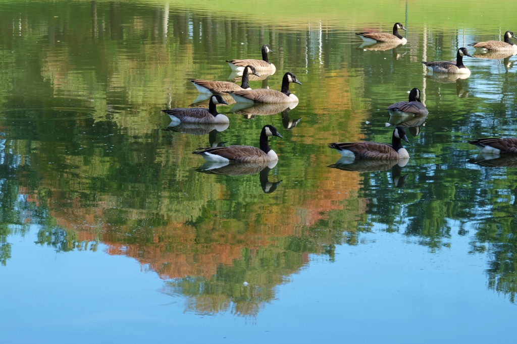Reflection