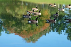 Reflection
